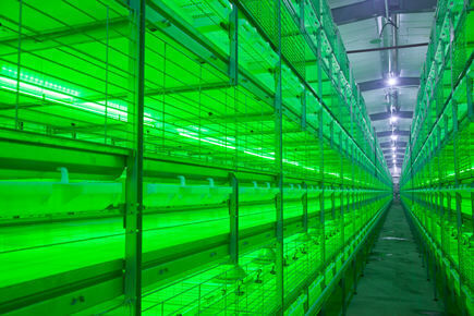 Our company finished breeder project of 50,000 bro