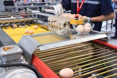 Our company finished egg grading project of 100,00