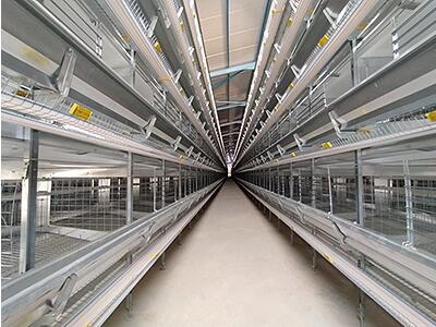 Our company finished layer project of 100,000 bird