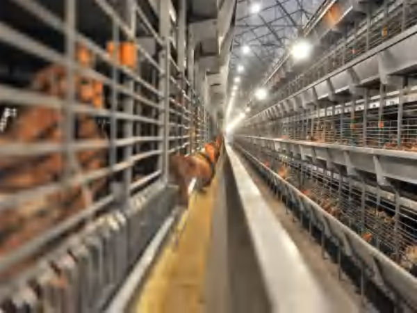  >Gaiola em bateria automática tipo H para 30 000 frangas jovens
