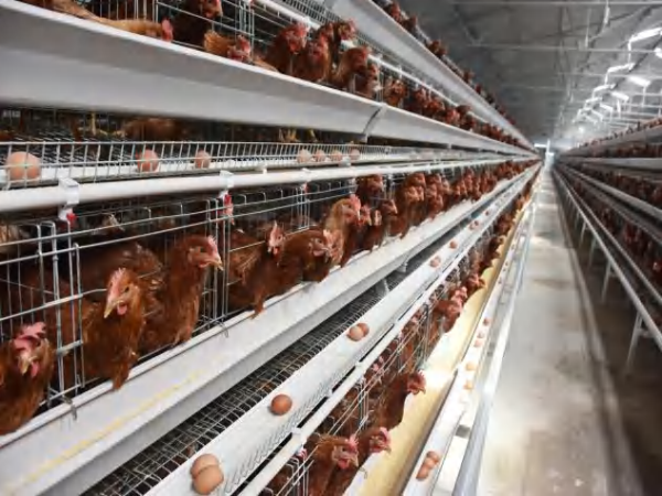 Gaiola Automática Tipo A para 10.000 - 30.000 Galinhas Poedeiras