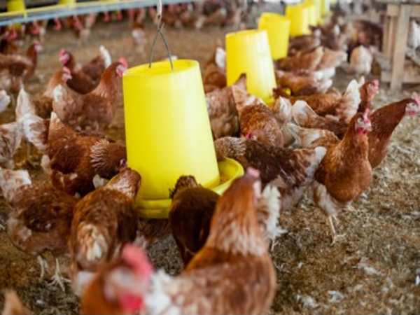 Alimentador e Bebedouro de Solo
