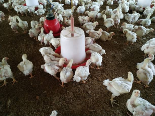 Alimentador e Bebedouro de Solo