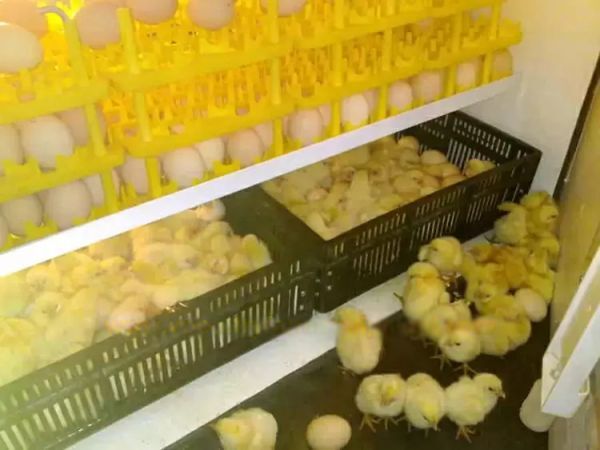 Máquina de Incubação de Ovos