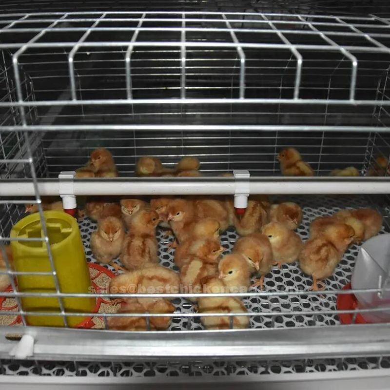 Latest design of chick brooding cage system space efficiency and improved survival rate