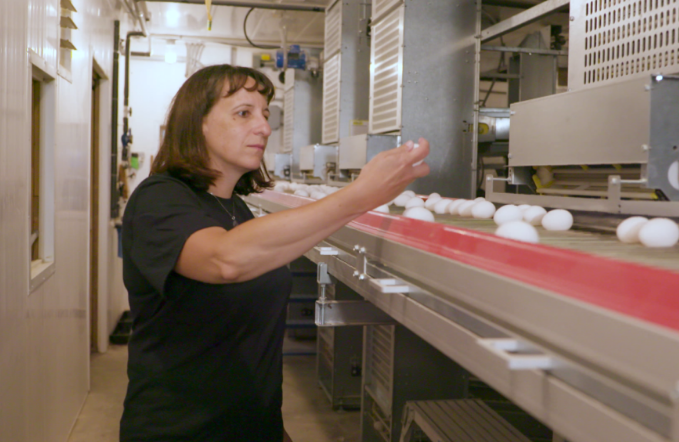 O design mais recente de uma gaiola tipo H para galinhas poedeiras ajuda a mantê-las confortáveis e produtivas