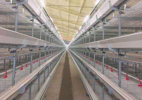 Último design de gaiolas de bateria para frangos de corte vantagens e importância para maior produtividade em termos de produção de carne