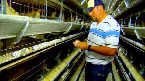 Nouveau type de cage à poules pour les avantages des élevages avicoles : les cages à poules avec un niveau d'automatisation plus élevé peuvent économiser les ressources foncières