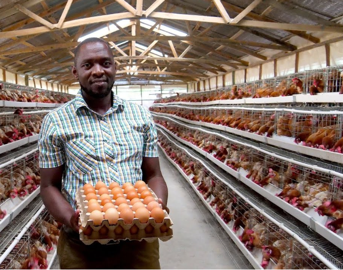 Les avantages des cages électriques pour poules dans les élevages avicoles peuvent être une option plus abordable pour les éleveurs