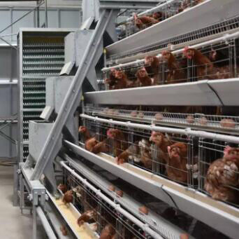 Le type local de cage à poules pondeuses en batterie représente une solution idéale pour améliorer l'efficacité opérationnelle