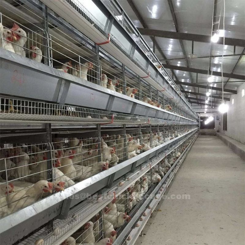 鸡笼或蛋鸡笼H (53) Popular model of commercial layer chicken cage systems are specialized housing setups crafted for high efficiency and large scale egg production in poultry farming