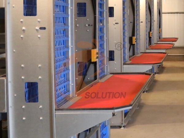 battery cage egg collection (2)