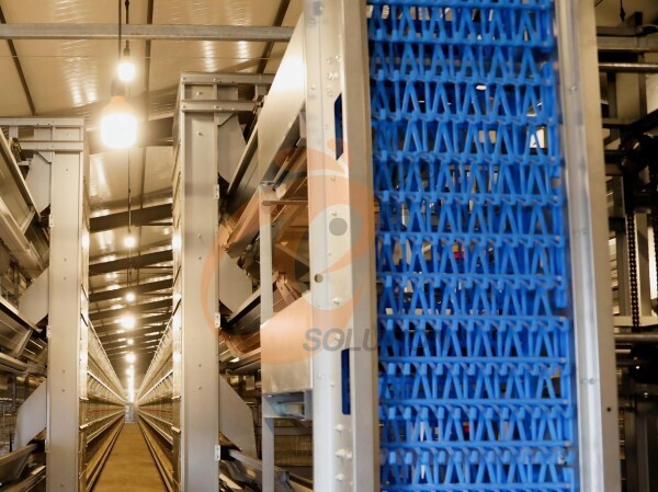 battery cage egg collection (3)