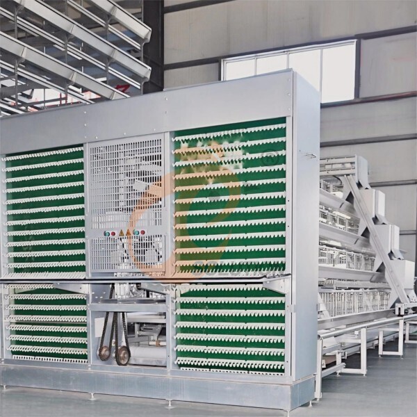 battery cage egg collection (7)