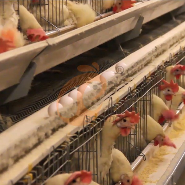 poultry cage egg collection (9)