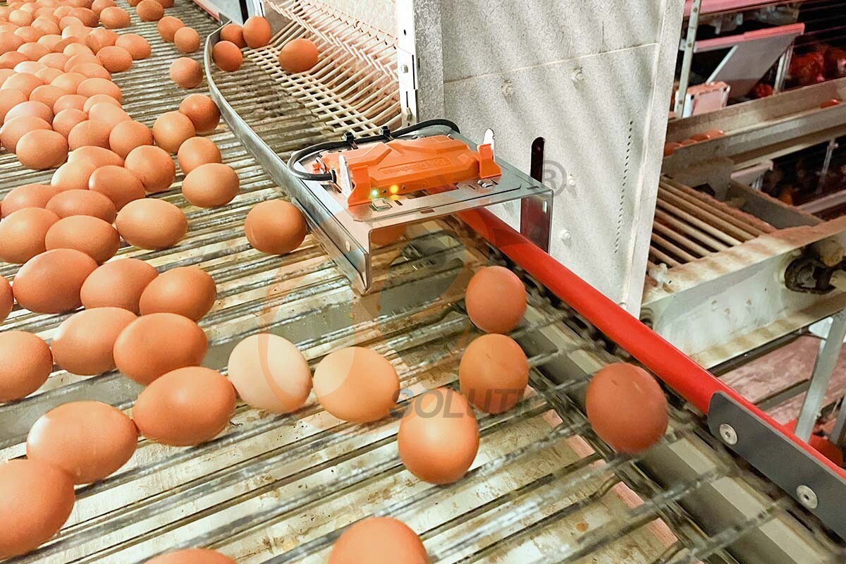 egg collecting sorting package (2)