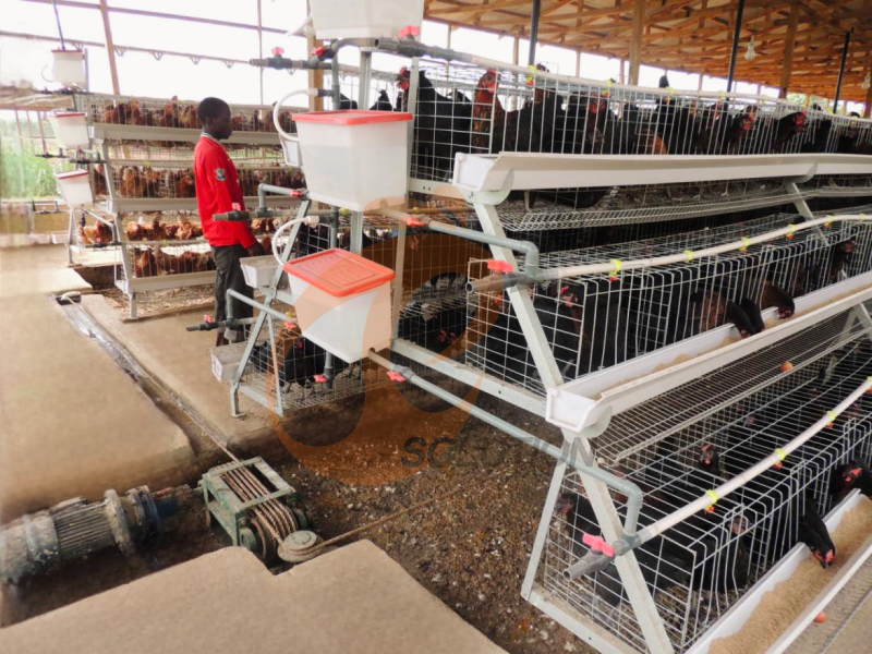 Système de raclage de fumier pour cages de volaille