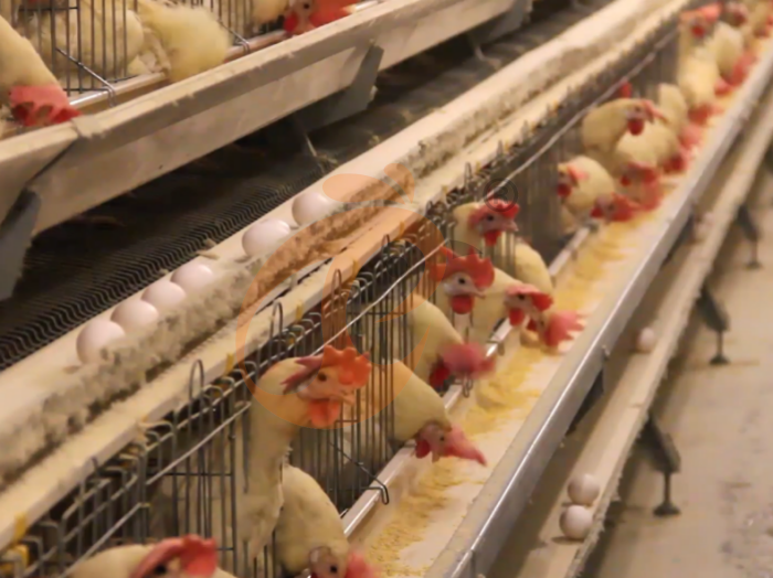 Aperçu rapide de tous les types de cages en batterie pour poules pondeuses