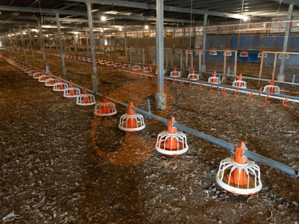 deep litter system (2)