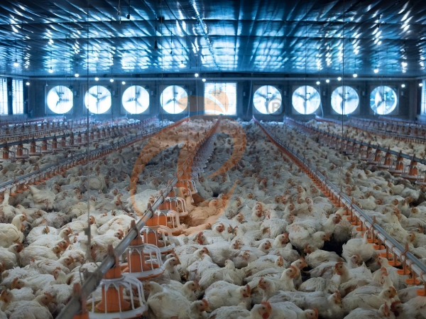 Système de litière profonde pour poulets de chair