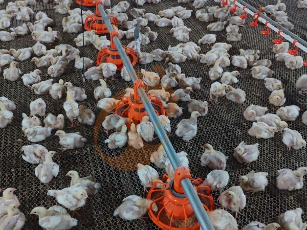 Système de litière profonde pour poulets de chair