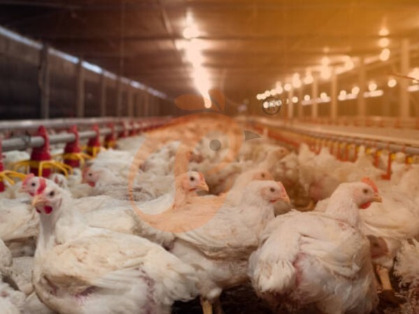 Système de litière profonde pour poulets de chair