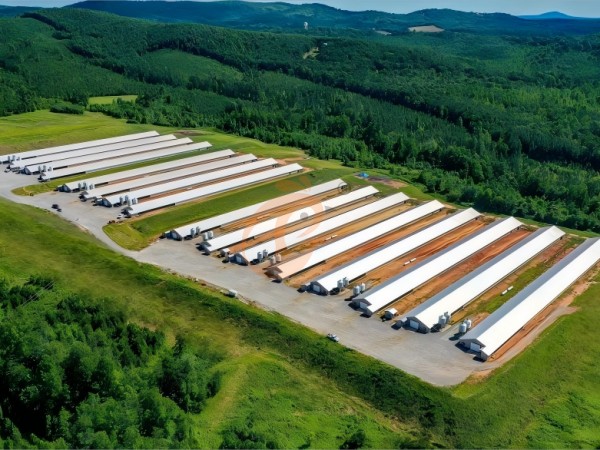 Prefab steel poultry house (12) Prefab steel poultry house (12)