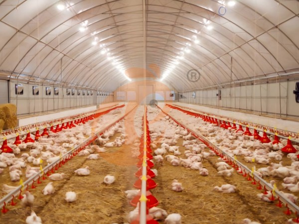 deep litter system 0 (8)