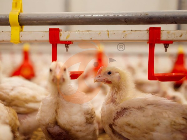 deep litter system 0 (9)