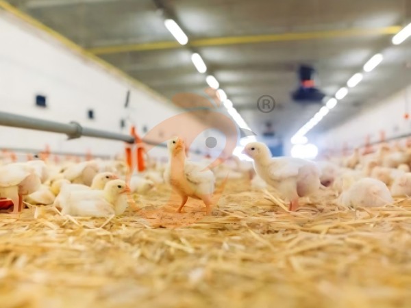 brooder deep litter system (5)