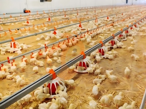 brooder deep litter system (8)