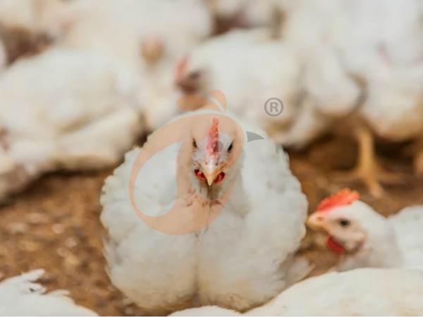 broiler poultry farm (14)(1) broiler poultry farm (14)(1)