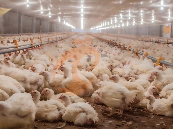 broiler poultry farm (15) broiler poultry farm (15)