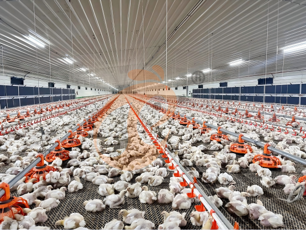 Système de ventilation et de contrôle de la température pour volailles