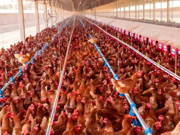 deep litter system 1 (3)