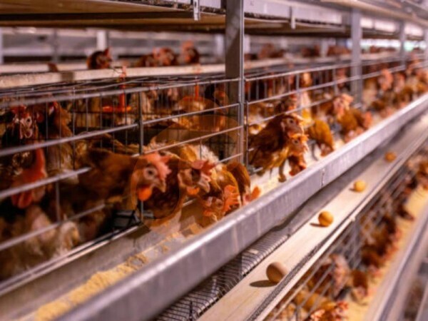 Les systèmes de cages en batterie pour poules de type H, économiques, valent-ils la peine d’être achetés ?