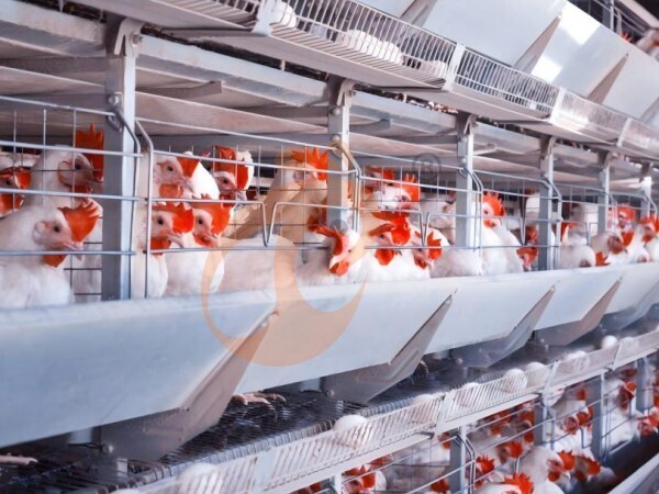 Comment choisir la taille d’une cage pour poules pondeuses | 6 conseils pratiques de sélection
