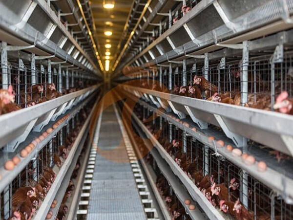 De combien les cages avicoles de type H peuvent-elles augmenter la production d’œufs dans les élevages de volailles ?