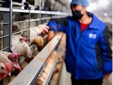 Comment éviter les coûts cachés dans un devis de cages pour volailles ? 6 avertissements pour les acheteurs