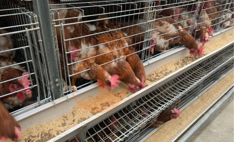 1747630403782952421785161728