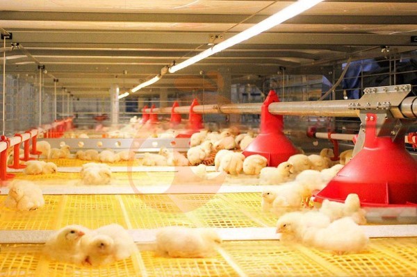 poultry house light (2)