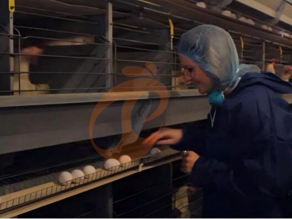 Pourquoi les cages à poules de type H galvanisées éthiopiennes sont-elles idéales pour une utilisation à long terme dans les fermes avicoles ?