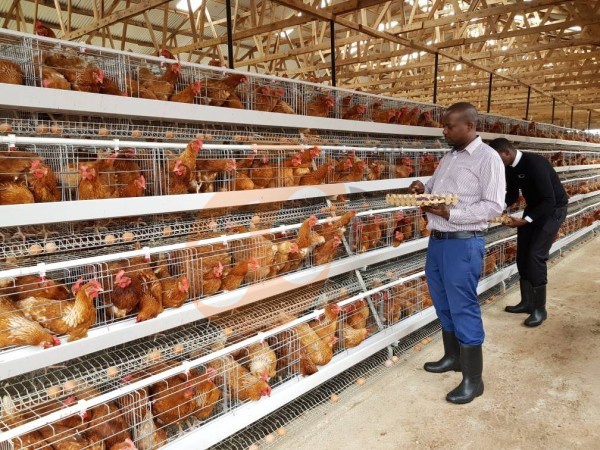 Quelle est la meilleure échelle de ferme pour un système de cages à poules de type A pour la volaille en Éthiopie