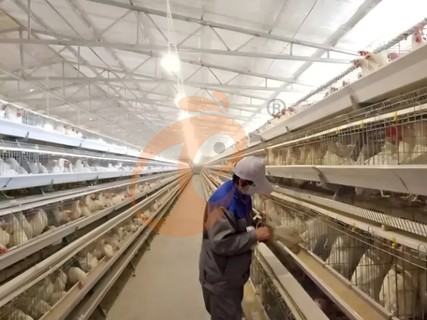 Combien de temps dure un système de cages avicoles de type A en Éthiopie ? 4 facteurs de durabilité