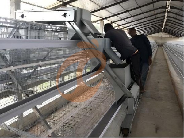 Quelle est la période de récupération pour l'investissement en cages avicoles en Éthiopie ? 4 facteurs de profit