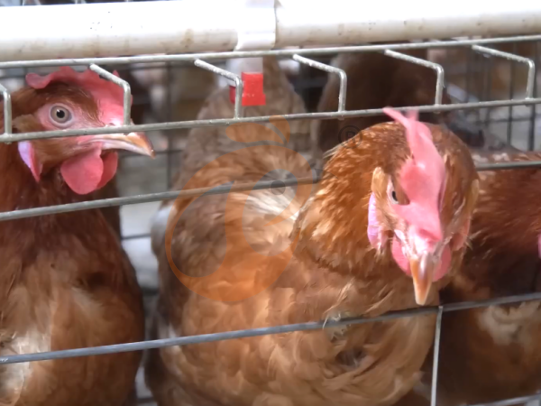 Comparaison des coûts entre les systèmes de cages avicoles manuels et automatiques en Éthiopie : 6 comparaisons budgétaires