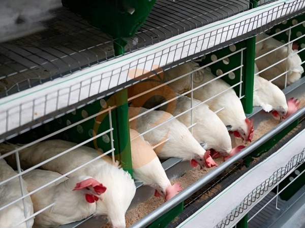 A H layer chicken battery cage price in poultry farm (29)