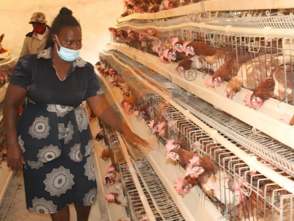 Comment démarrer une petite ferme avicole en utilisant une cage à poules de type A en Éthiopie : 5 étapes pour débutants