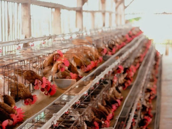 Quel est le prix moyen d'une cage à volailles en Éthiopie par oiseau ? 5 calculs précis