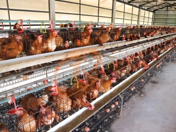 A H layer chicken battery cage price in poultry farm (83)